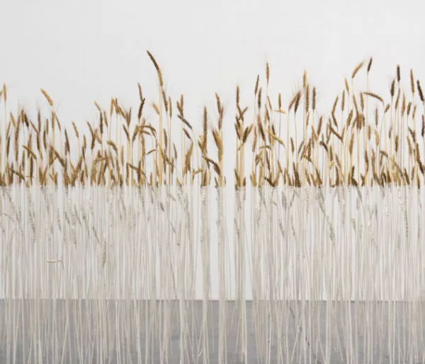 photo installation artistique du crac19 représentant un champs de blé avec une délimitation blanche vers le bas